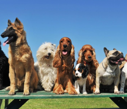 Popular European Dog Breeds 2025